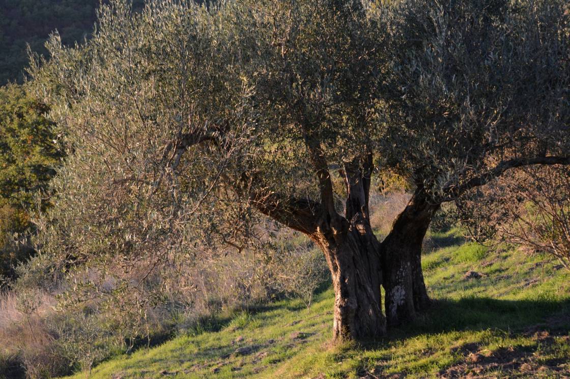 Olivenbaum 2015 1