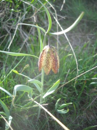 Messina Schachblume (Fritillaria messinanensis)