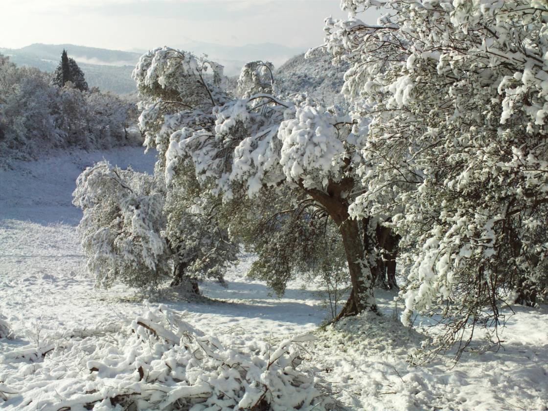 Olivenbäume im Schnee, La Rogaia, Umbrien