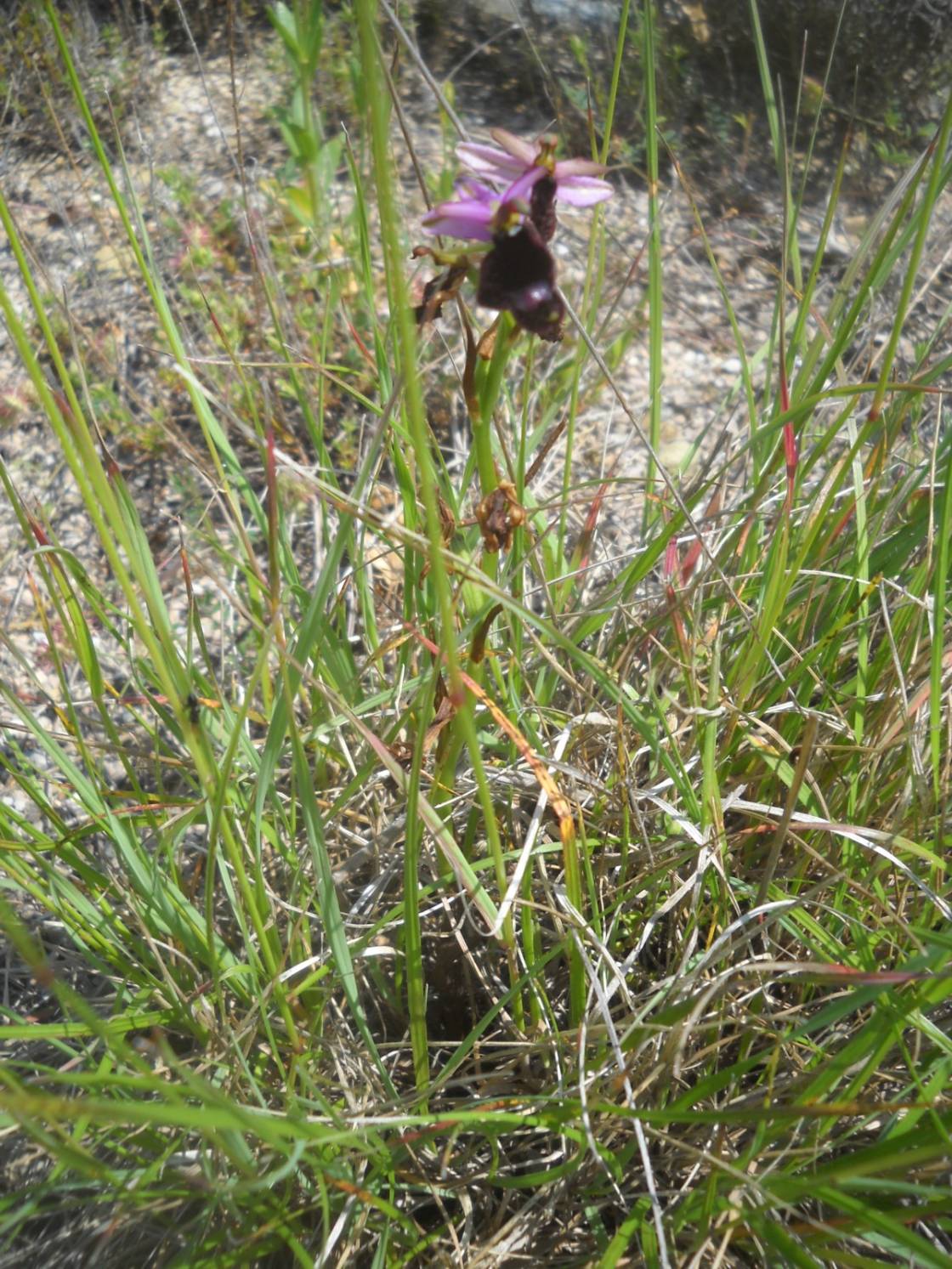 Bertolonis Ragwurz (Ophrys bertolonii)