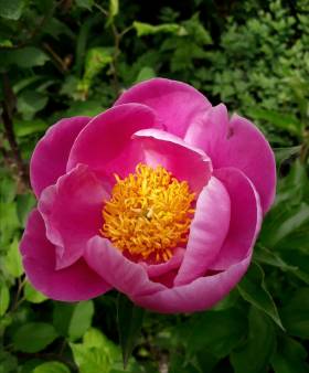 Peonie1_2018.jpg