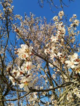 Mandelblüte 2019-1.jpg