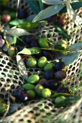 Oliven für das gute Olivenöl von La Rogaia: Foto: Peter von Felbert, www.felbert.de