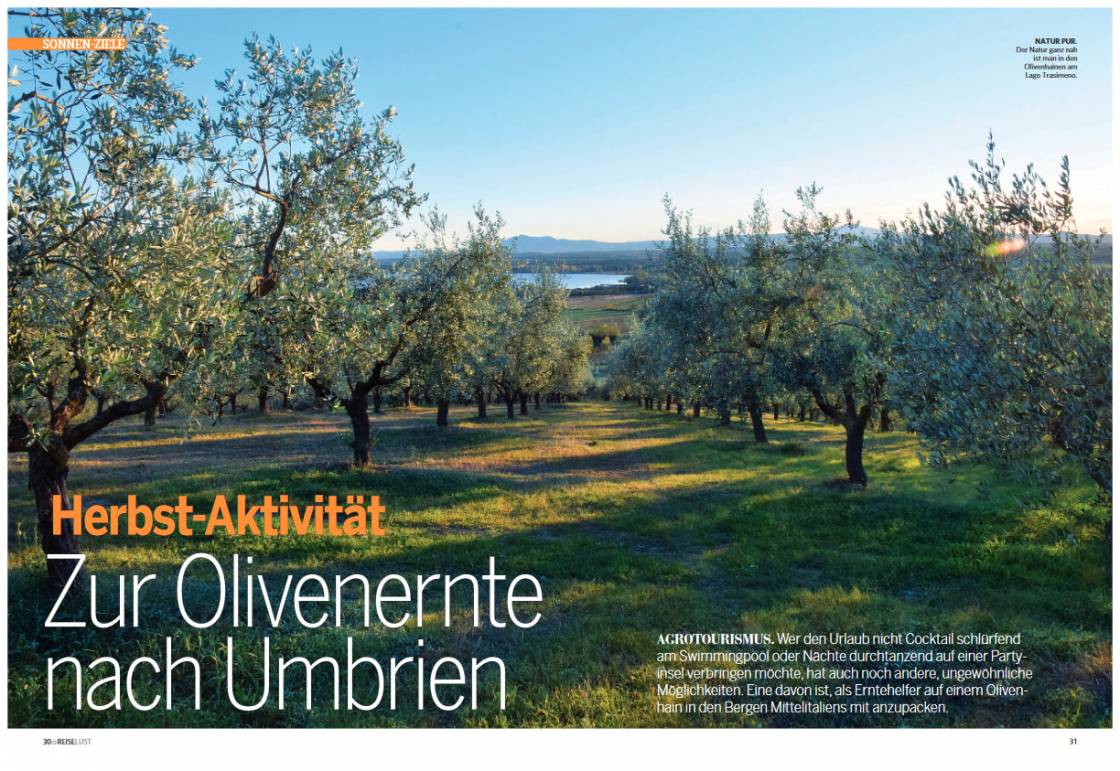 Olivenernte in Umbrien. Foto: Oliver Ginnert