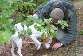 truffle hunt.jpg