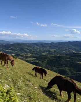 Monte Acuto Amira 06-2020-1.jpg