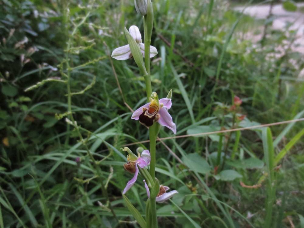 Hummel-Ragwurz (Ophrys holosericea)