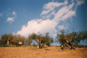 Über 100 Jahre alte Olivenbäume in La Rogaia