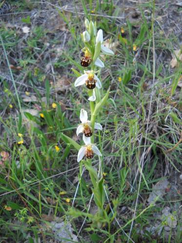 Bienen-Ragwurz (Ophrys apifera)