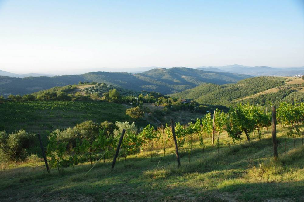 Weinberge im Morgenlicht. Foto: Berta Sch.