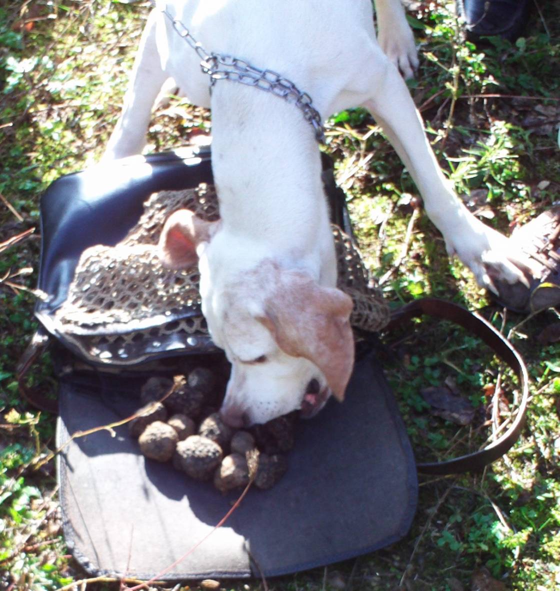 Nach erfolgreicher Suche will auch der Trüffelhund seinen Anteil ...