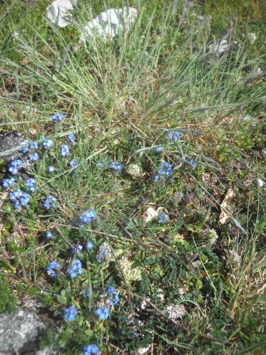 Vergissmeinnicht (Myosotis selvatica)