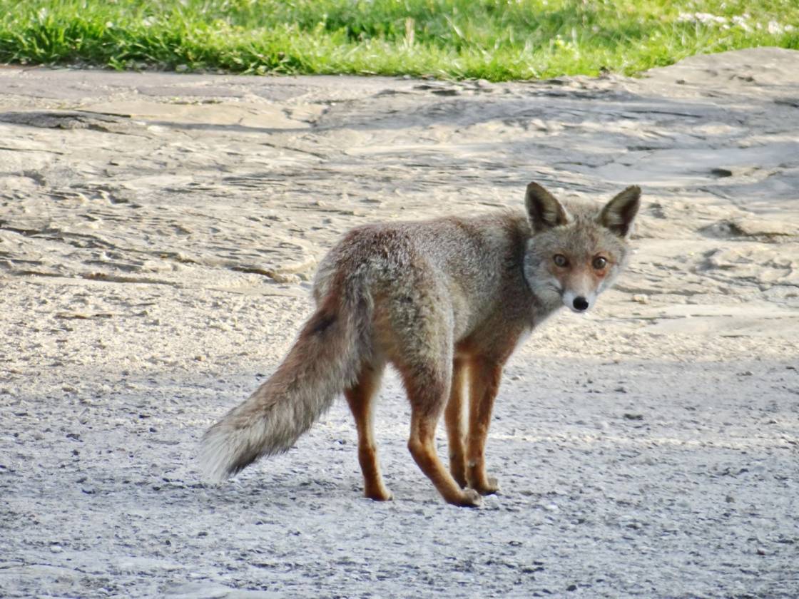 Füchsin beobachtet Tangotänzer. Foto: R. Mewaldt