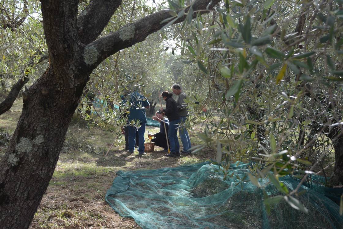Olivenernte in La Rogaia. Photo: W. Duchene