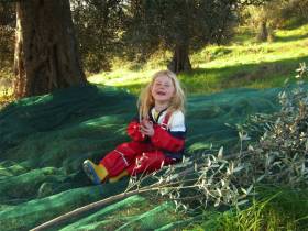 Olivenernte in La Rogaia - auch für Kinder