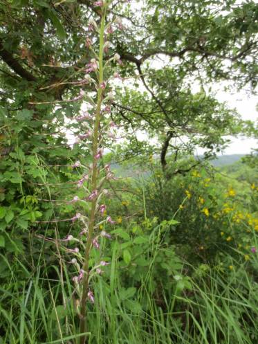 Bocks-Riemenzunge (Himantoglossum hircinum). Foto: HET