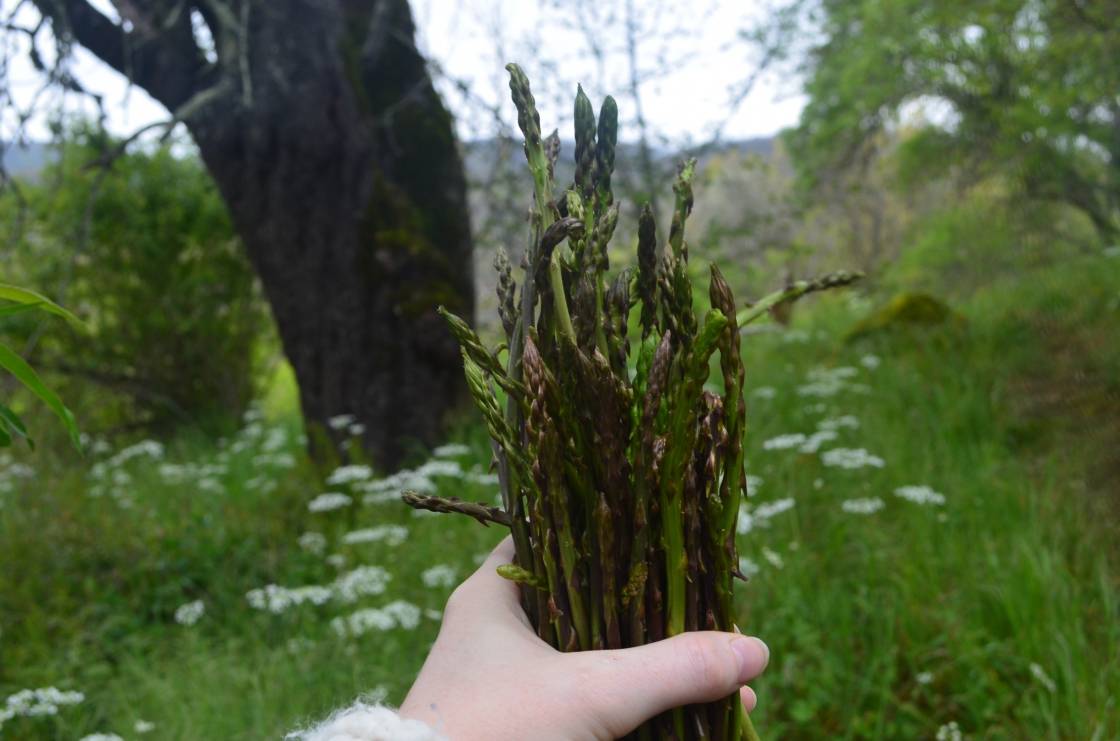 Wilder Spargel von La Rogaia