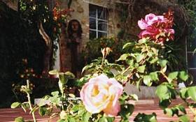 Duftende Rosen in den Gärten von La Rogaia.