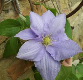 Clematis 2018.jpg