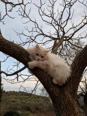 Katze im Baum 2019.jpg