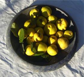 Quitten - eine der alten Obstsorten von La Rogaia