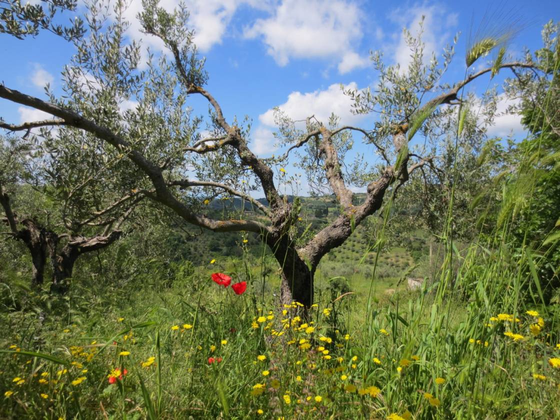 Olivenbaum in La Rogaia. Foto HET