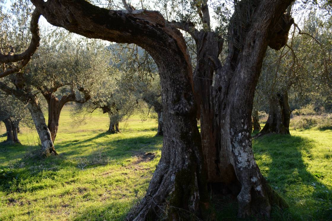 Olivenbaum in La Rogaia. Foto: W. Duchene