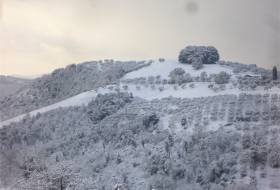 Steineichen im Schnee mit Olivenhain.JPG