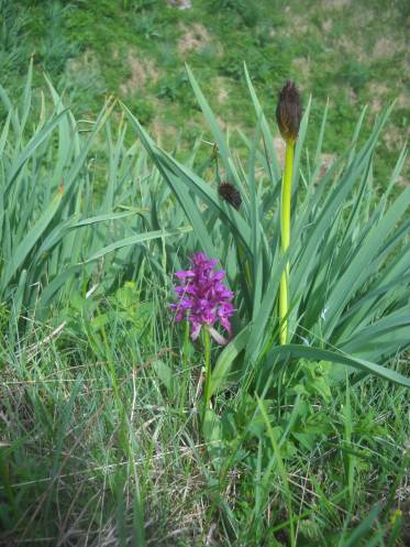 Römisches Knabenkraut (Dactylorhiza romana) und Affodill-Knospe (Aspodelus)