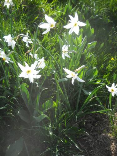 Dichter-Narzisse (Narcissus poeticus)