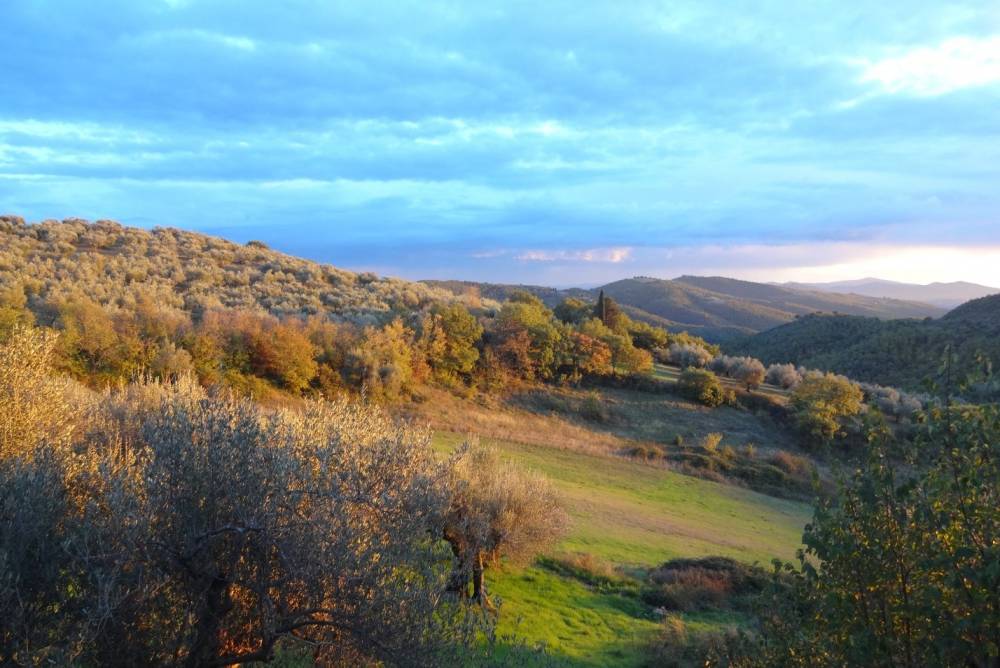 Olivenhaine La Rogaia im Herbst. Foto: P. Grübel