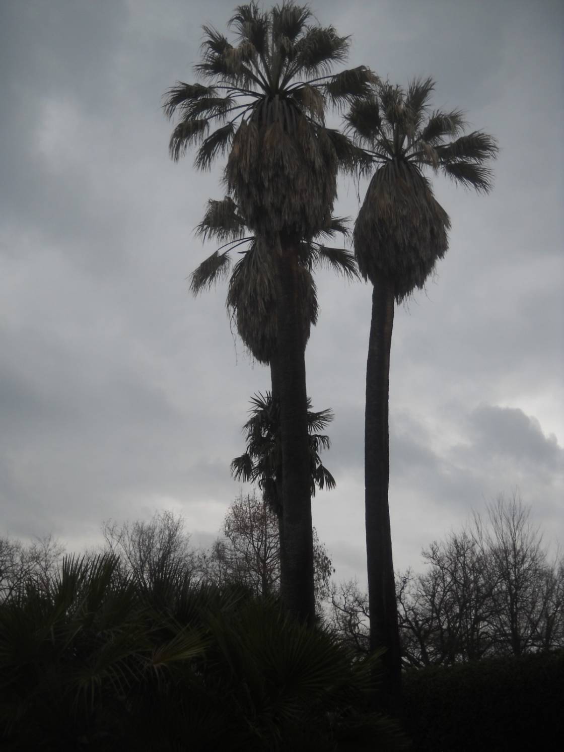 Palmen im Park der Villa Seghetti Panichi