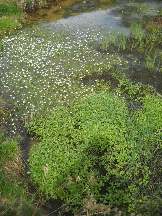 Abflussloch im Piano Grande mit Wasserhahnenfuß (Ranunculus aquatilis)