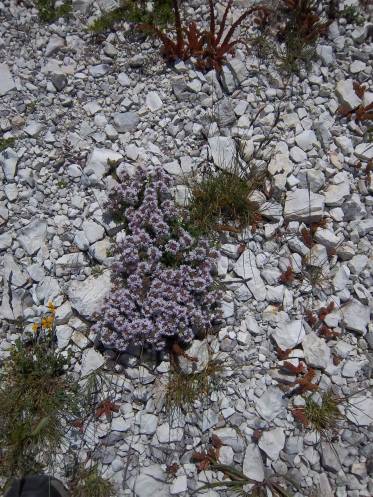 Echter Thymian (Thymus vulgaris) Foto: Steffen Müller