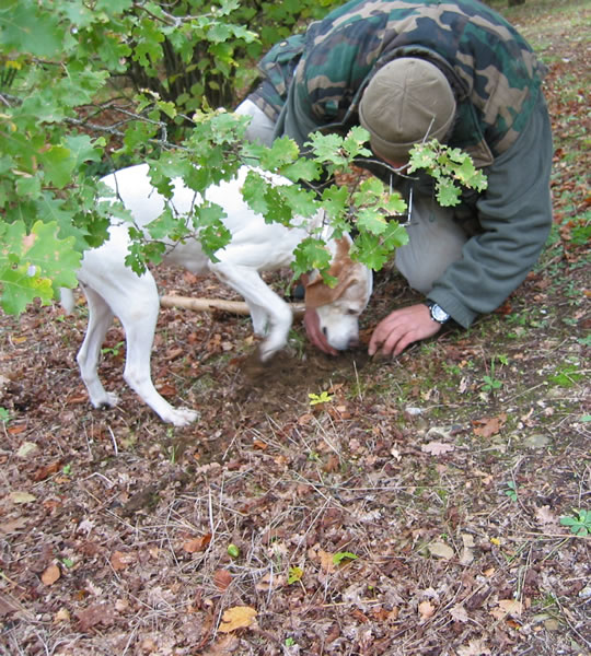 truffle hunt